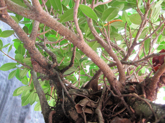 29 Year Old Green Island Ficus Root Over Rock Specimen Bonsai Tree