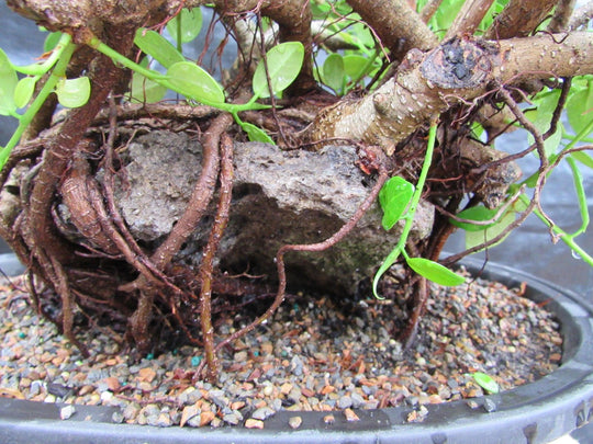 Green Island' Ficus Root-Over-Rock - *Wigert's Specimen Tree* - Wigert's  Bonsai