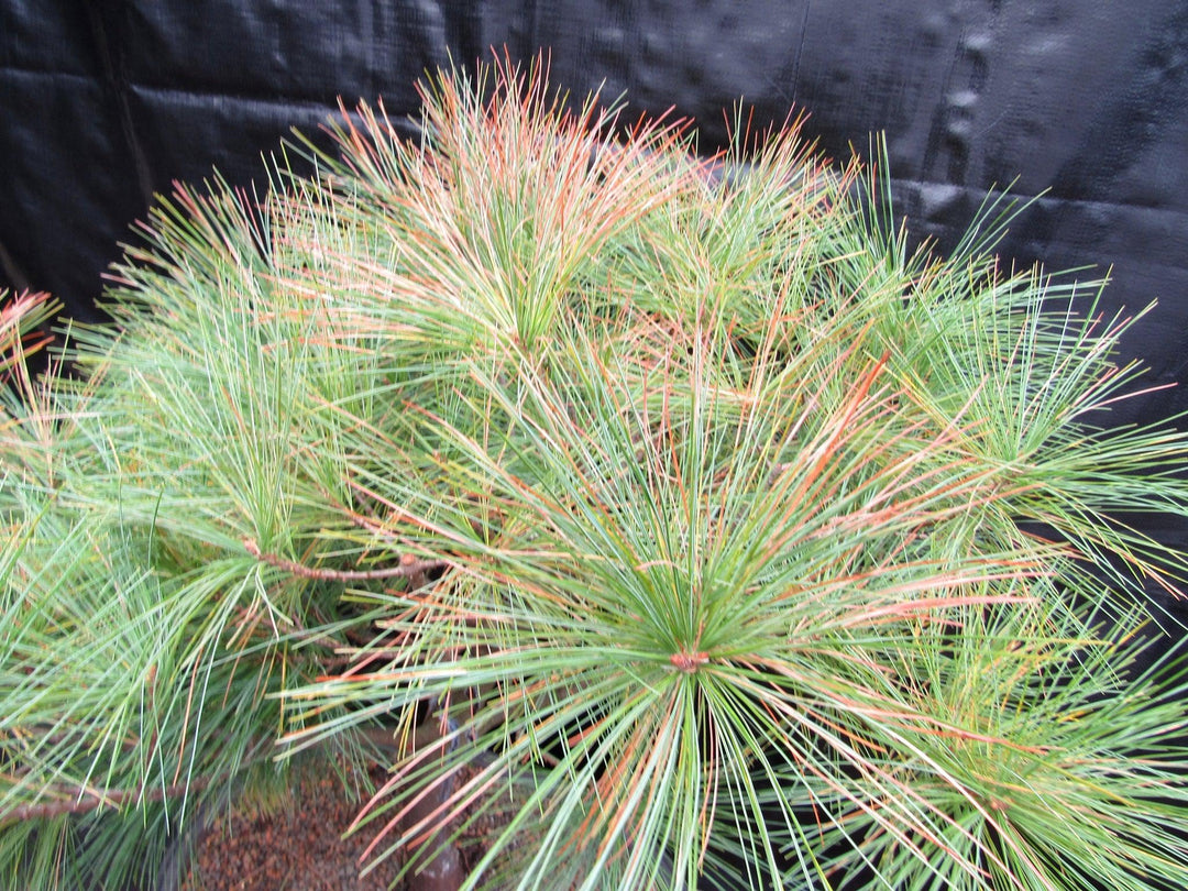 34 Year Old Eastern White Pine Specimen Bonsai Tree