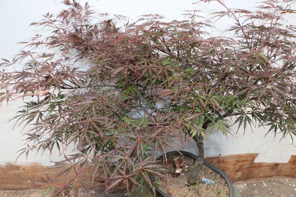 34 Year Old Ever Red Lace-Leaf Japanese Maple Specimen Bonsai Tree