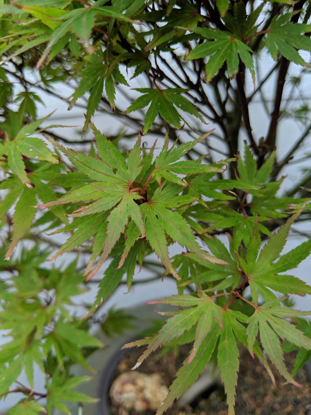 34 Year Old Kiyohime Japanese Maple Specimen Bonsai Tree