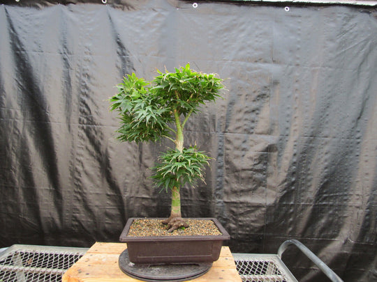 Weeping tea tree! RARE! Hardy!!! Ideal indoor or outdoor bonsai