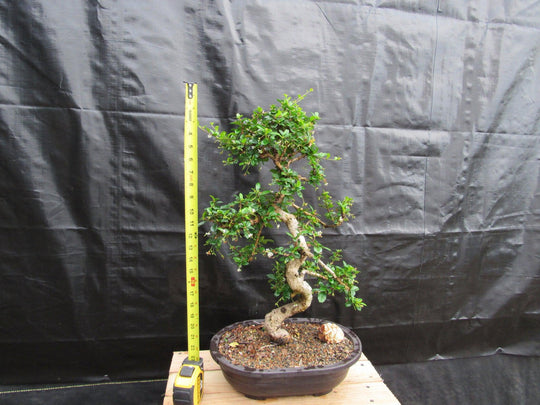 38 Year Old Flowering Curved Trunk Fukien Tea Specimen Bonsai Tree