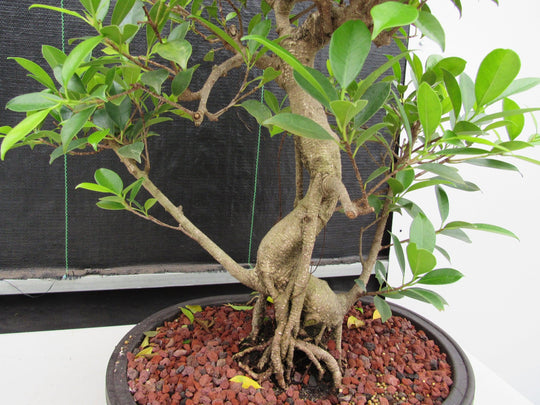 41 Year Ficus Retusa Specimen Bonsai Tree - Curved Trunk Style