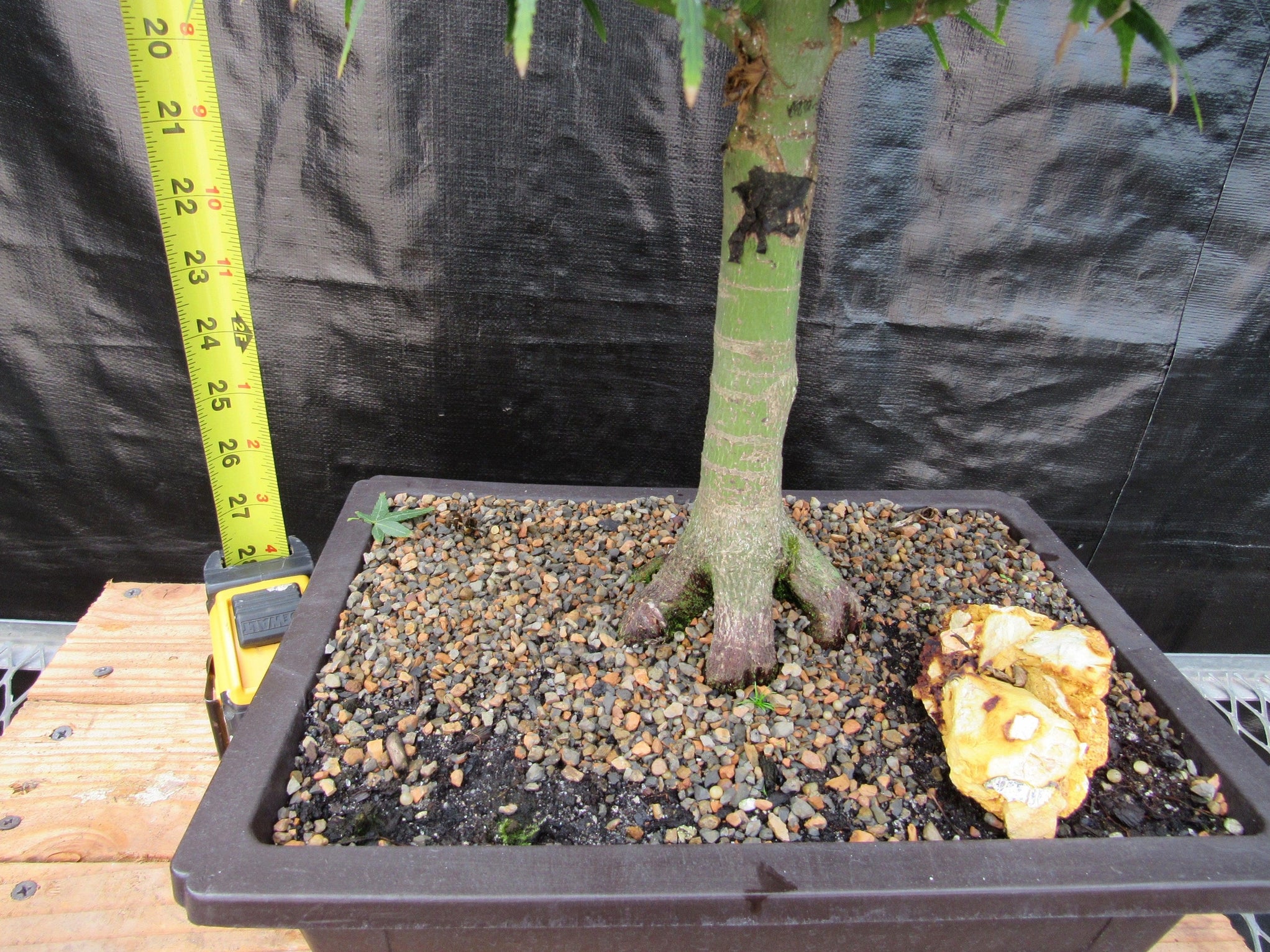 42 Year Old Mikawa Yatsubusa Japanese Maple Bonsai Tree