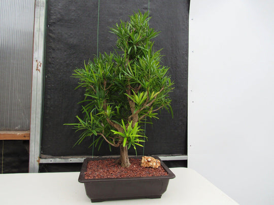 Pine Bark Fines – Bonsai Supply