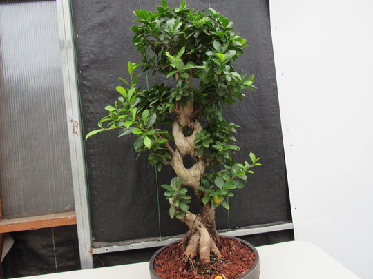 Vendita Bonsai Ficus Ginseng-Bonsai OnLine