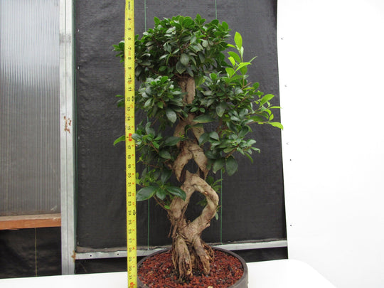 Vendita Bonsai Ficus Ginseng-Bonsai OnLine