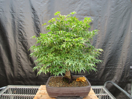 https://www.lovemybonsai.com/cdn/shop/products/52-Year-Old-Ikandi-Japanese-Maple-Specimen-Bonsai-Tree_540x.jpg?v=1664025927