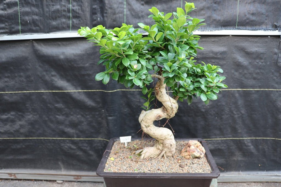 Emerald Mini bonsai artificial Ficus verde 47 cm 420006