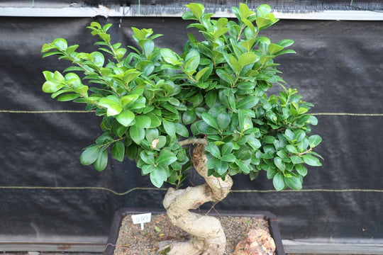 Emerald Mini bonsai artificial Ficus verde 47 cm 420006