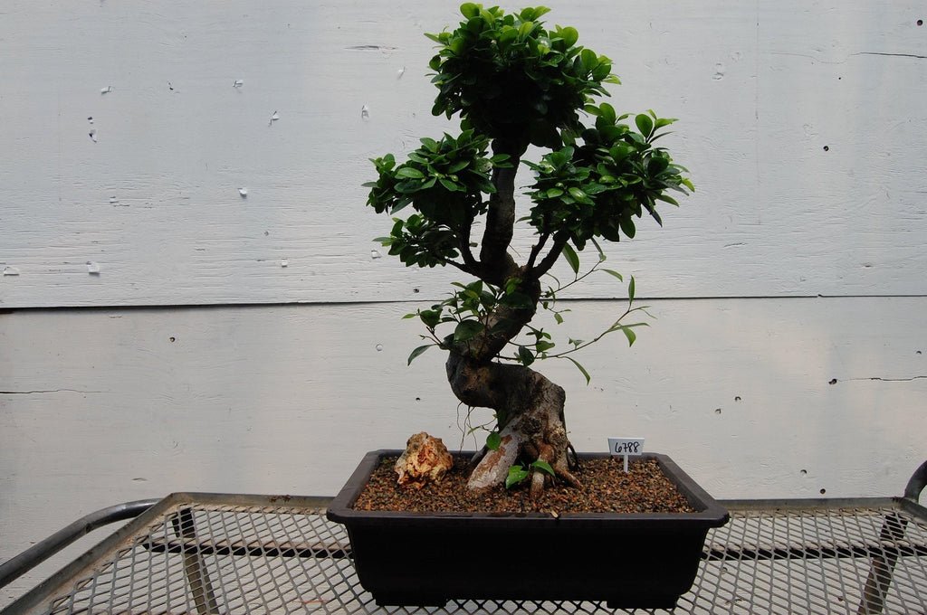 Fruiting Green Emerald Ficus Specimen Bonsai Tree