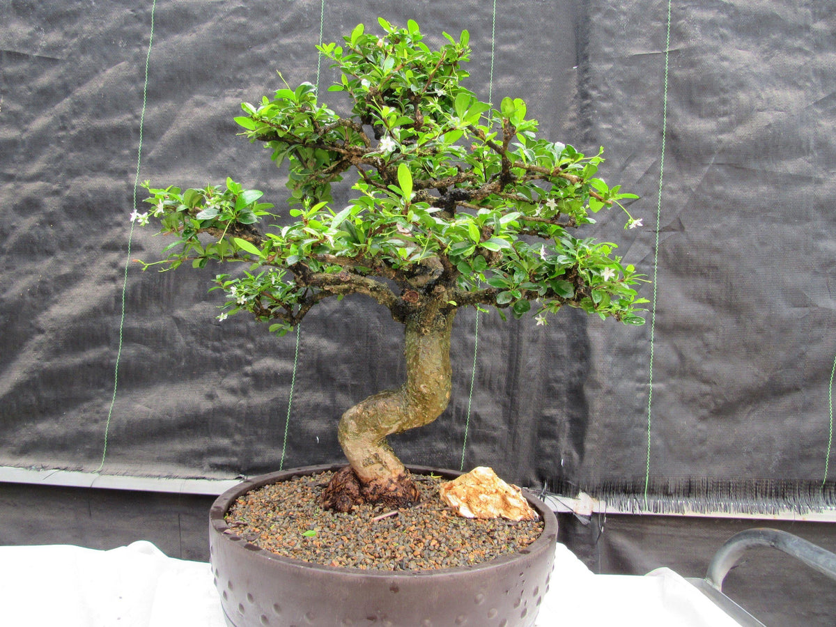 68 Year Old Flowering Fukien Tea Curved Trunk Specimen Bonsai Trees