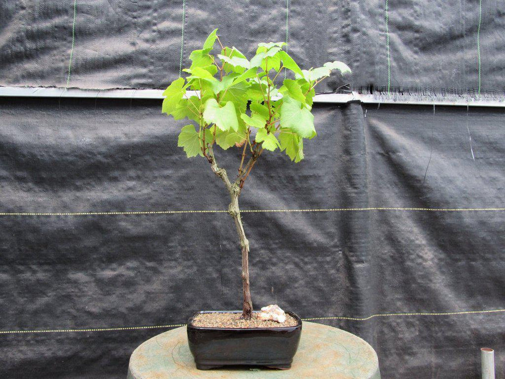 Chardonnay Grape Bonsai Tree