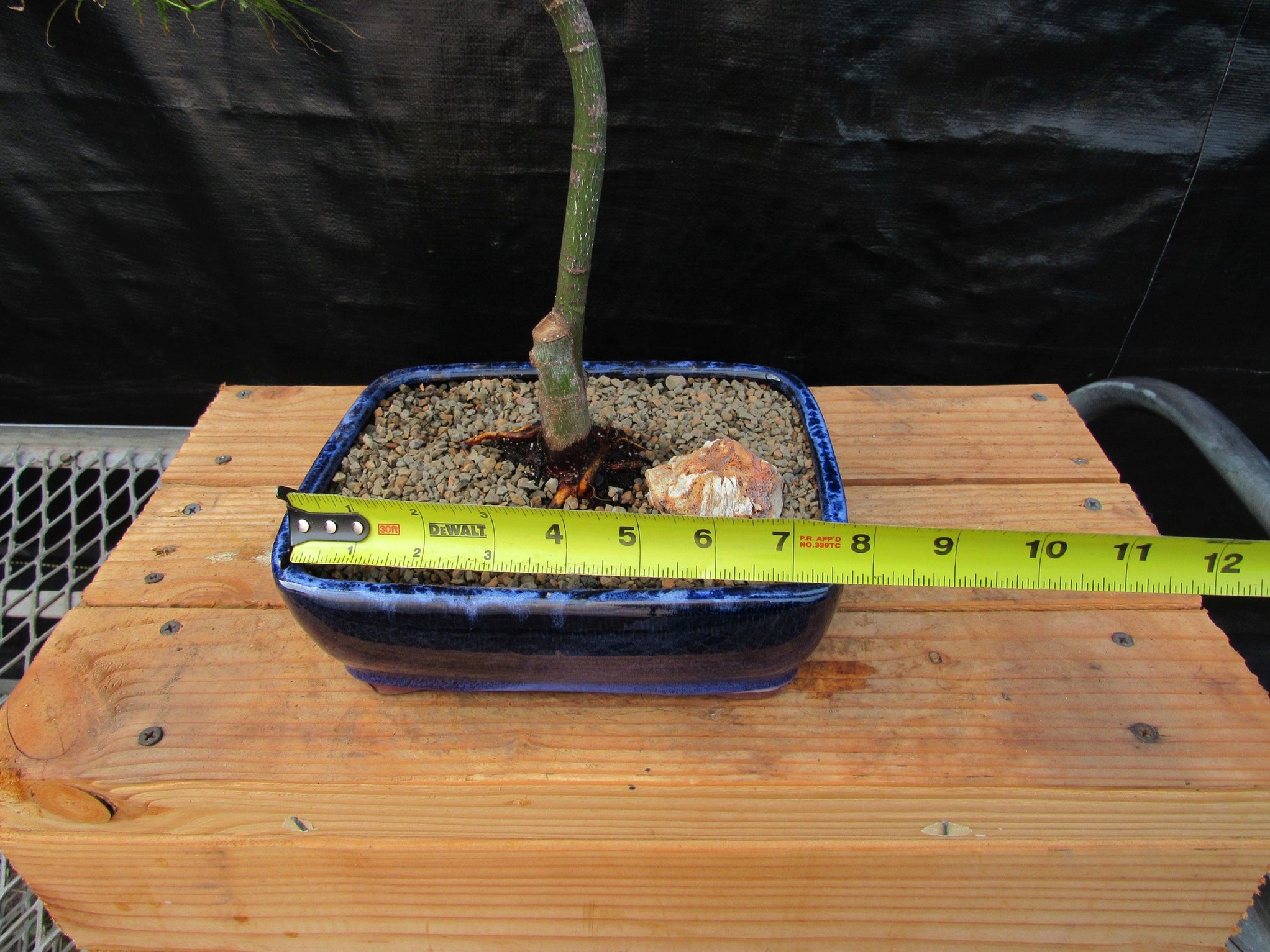 Crimson Queen Japanese Maple Bonsai Tree