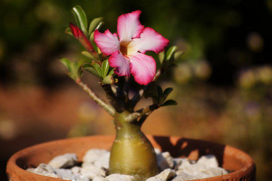 Desert Rose Plant - Adenium obesum - Natural Bonsai or House Plant - 4 Pot