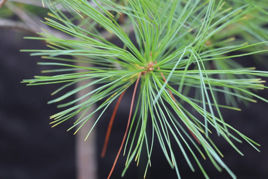 Eastern White Pine Bonsai Tree