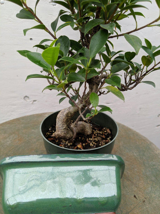 Vendita Bonsai Ginkgo biloba-Bonsai OnLine