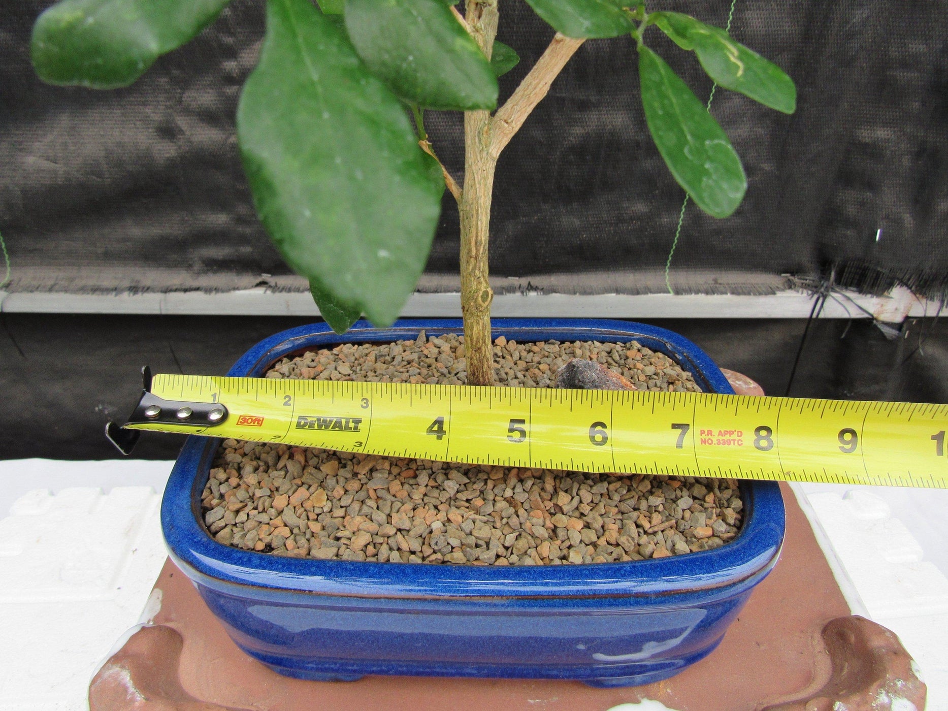 Flowering Orange Jasmine Bonsai Tree