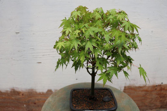 Bonsai Japanese Maple Tree — Mr Maple │ Buy Japanese Maple Trees