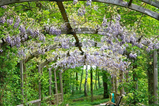 Japanese Wisteria Bonsai Tree