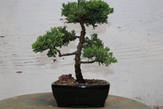 Juniper Bonsai Tree On Rock Slab