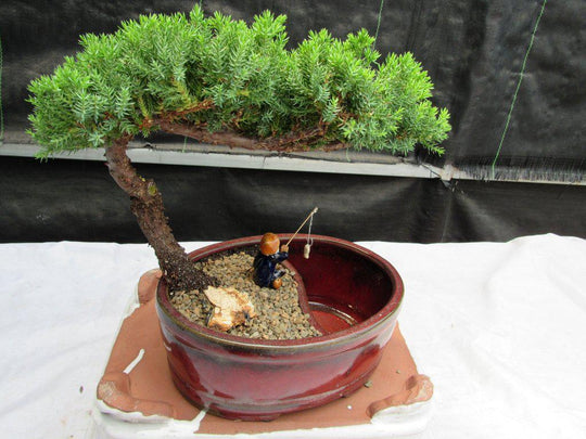 Juniper Bonsai Tree Land/Water Pot - Small (Juniper