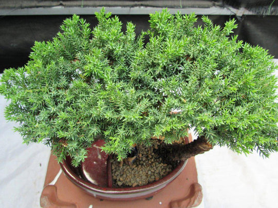 Juniper Bonsai TreeLand/Water Pot with Scalloped Edges - Medium(Juniper  Procumbens