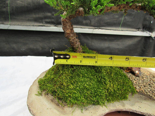  Juniper Bonsai Tree On Rock Slab : Grocery & Gourmet Food