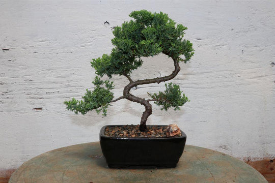 Juniper Bonsai Tree On Rock Slab