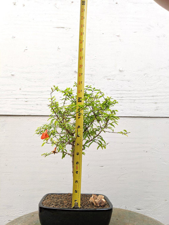 Large Dwarf Pomegranate Bonsai Tree 