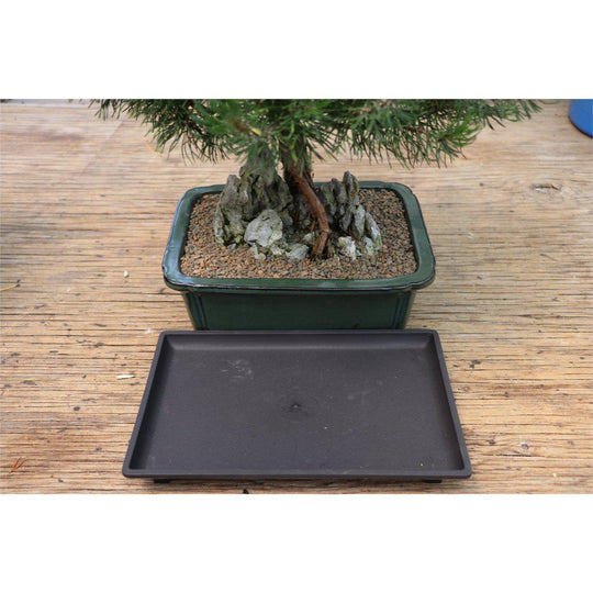  Pinkunn 6 Pieces Bonsai Humidity Tray Resin Humidity