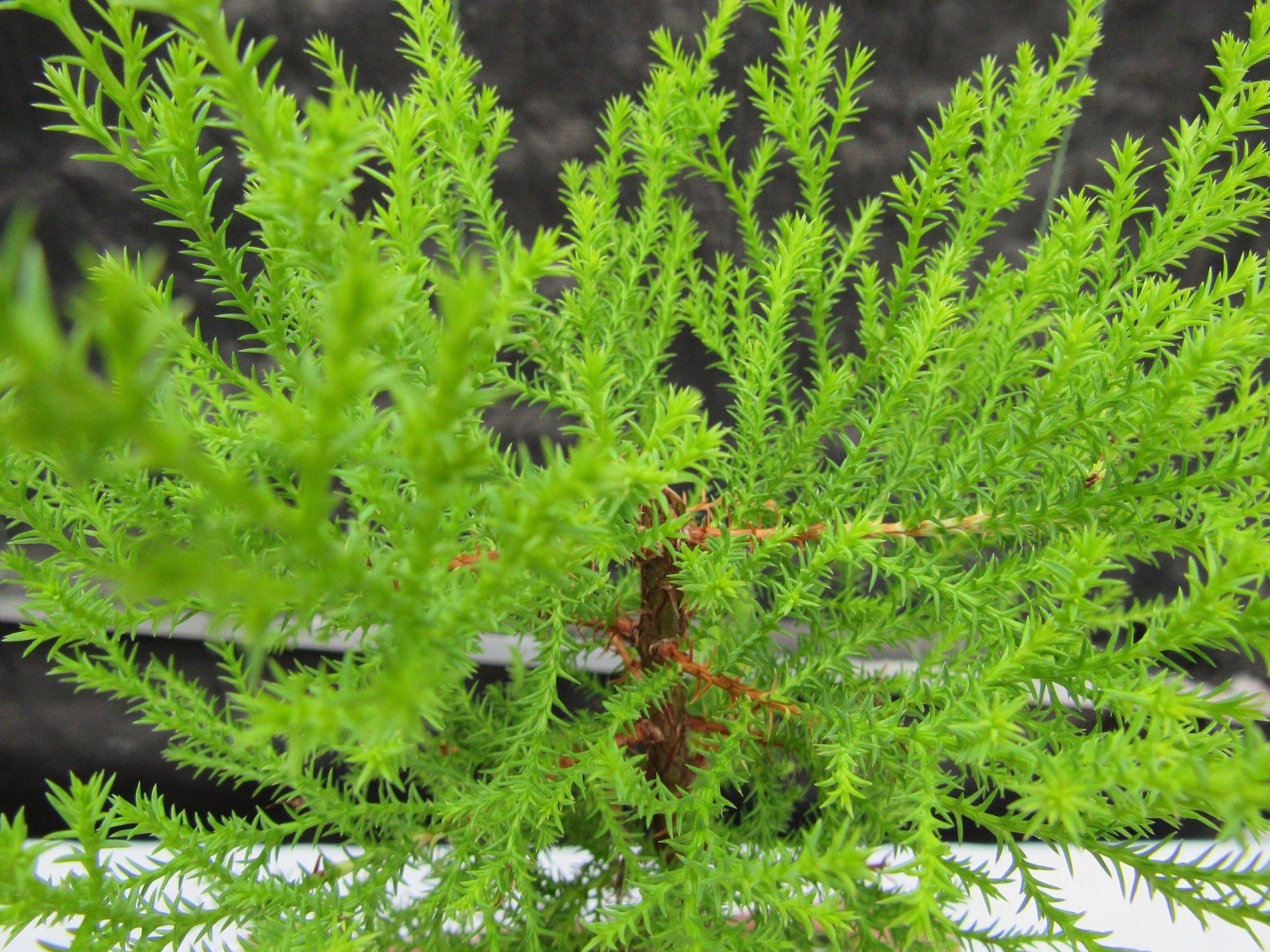 Lemon Cypress Bonsai Tree