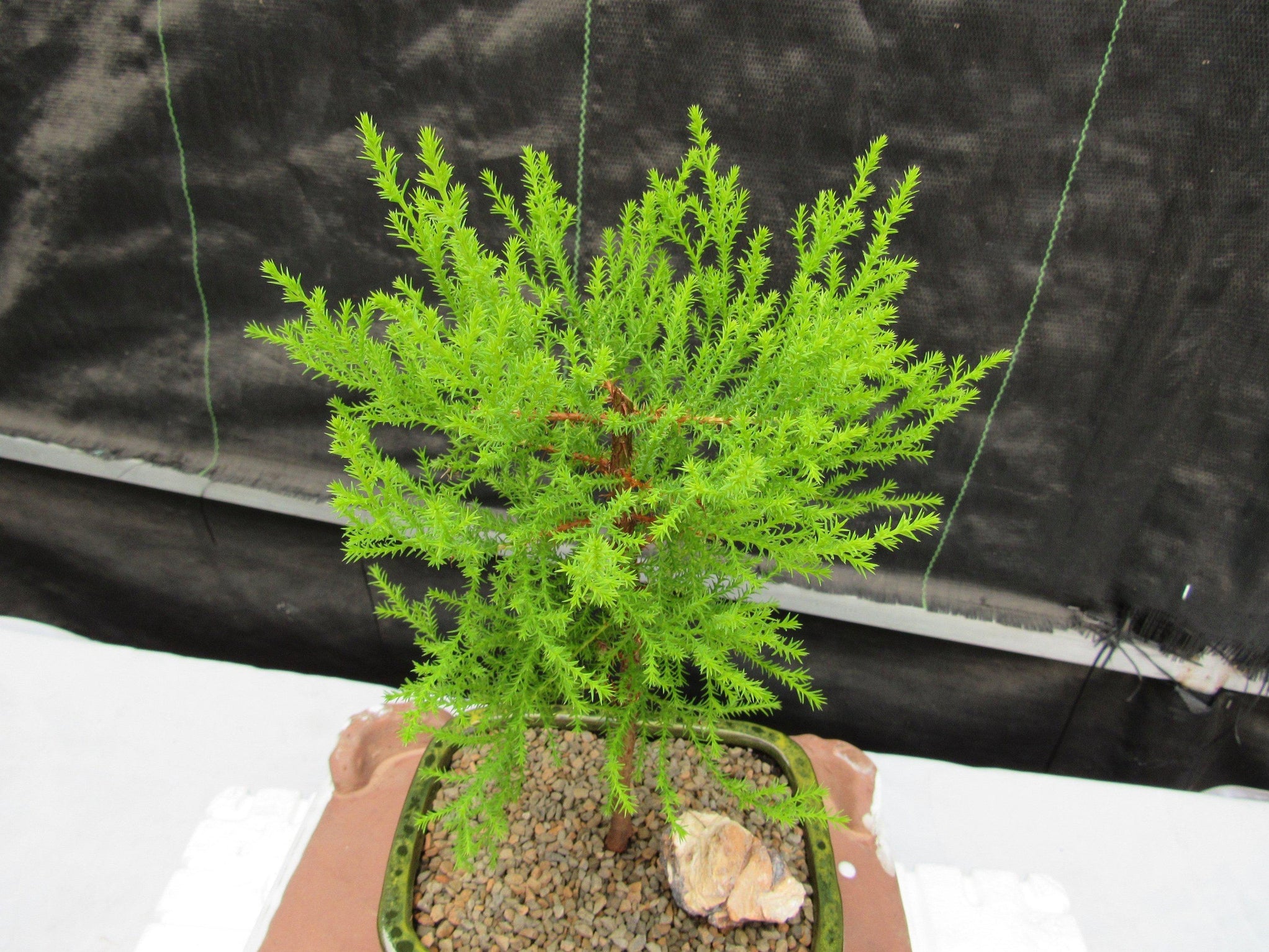 Lemon Cypress Bonsai Tree