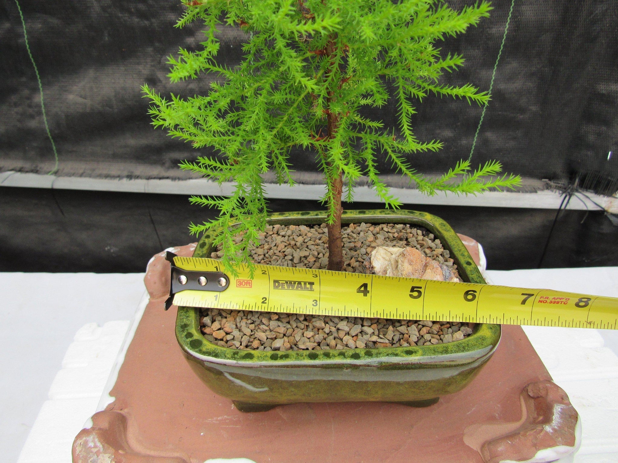 Lemon Cypress Bonsai Tree