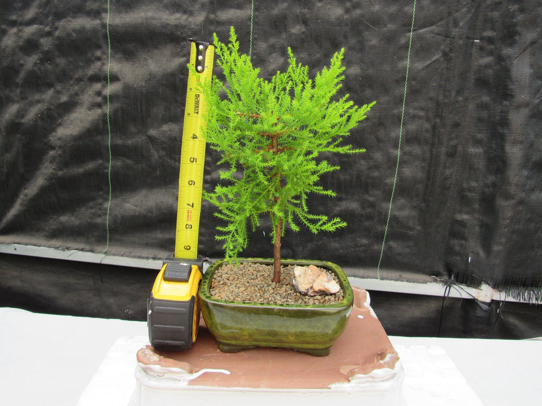 Lemon Cypress Bonsai Tree