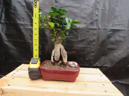 Plant in a box - ficus ginseng s-shape - japonaise bonsai - plante