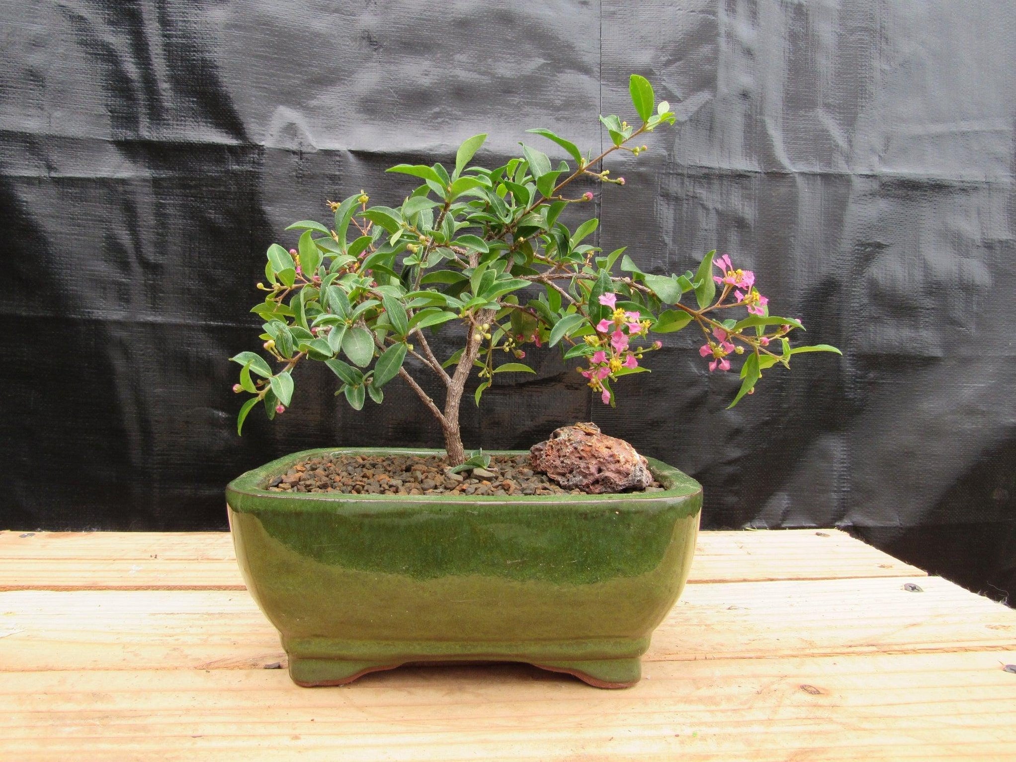 Medium Weeping Barbados Cherry Bonsai Tree