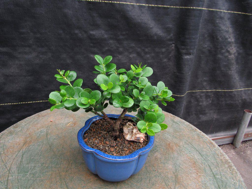 Natal Plum Bonsai Tree