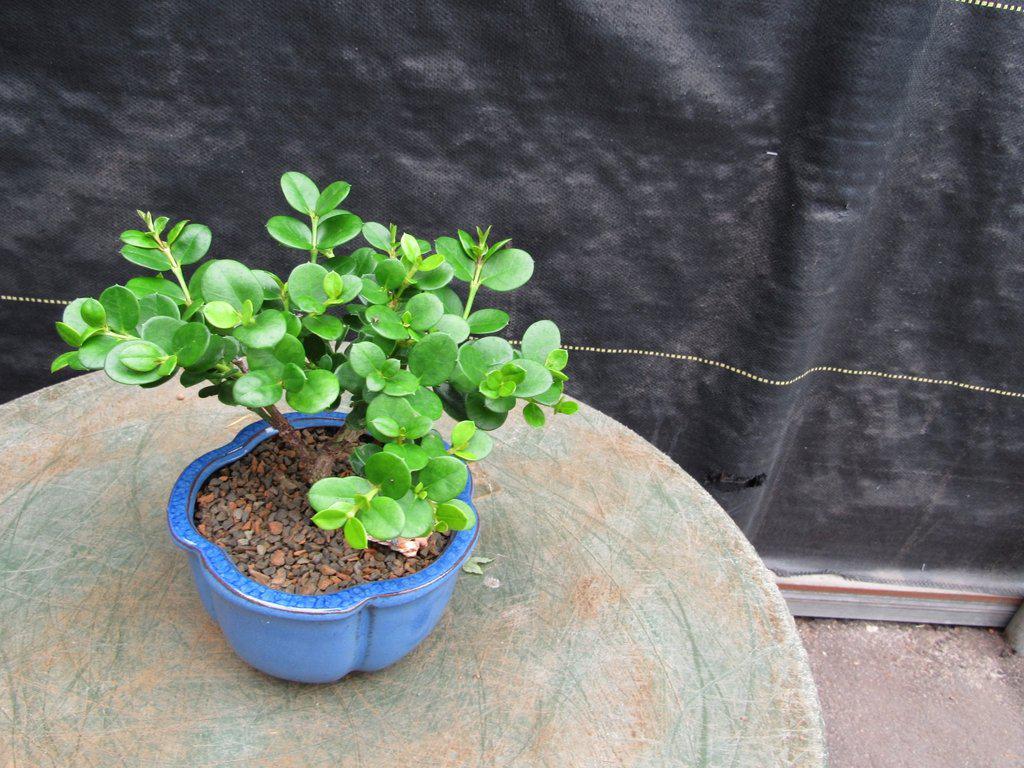 Natal Plum Bonsai Tree