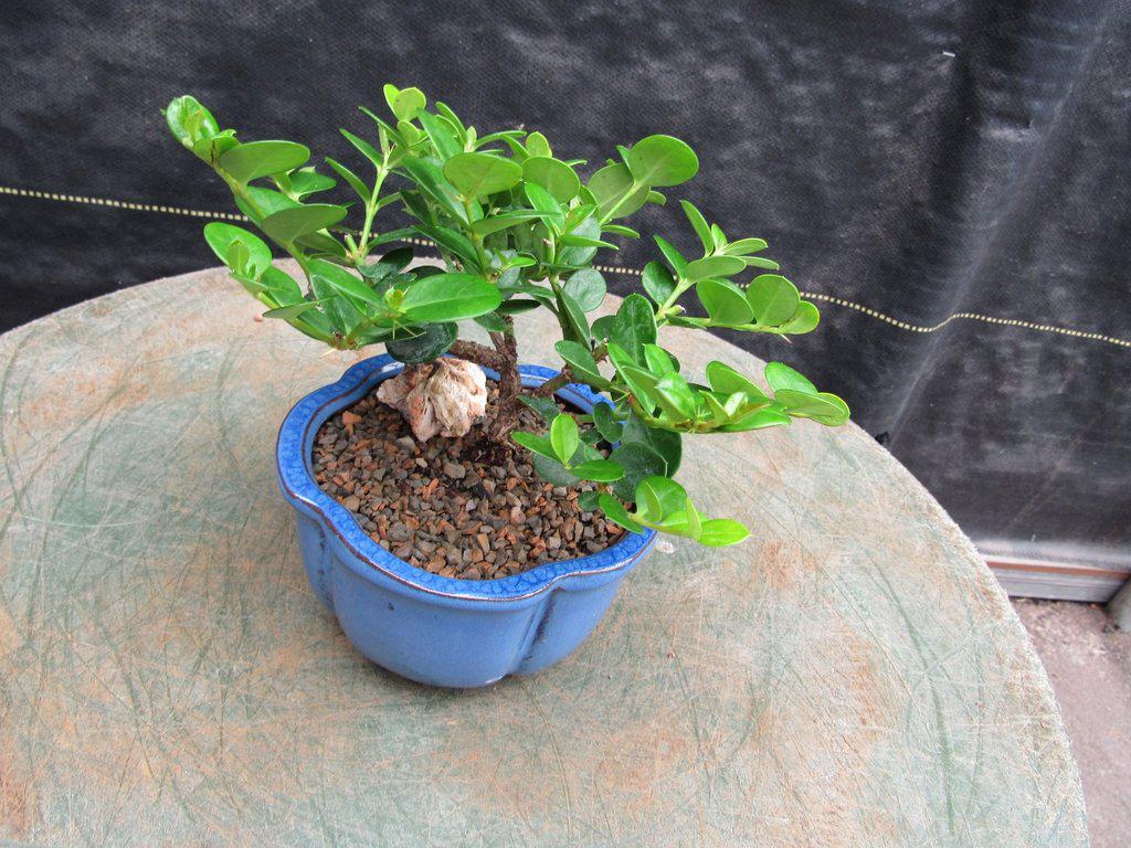 Natal Plum Bonsai Tree