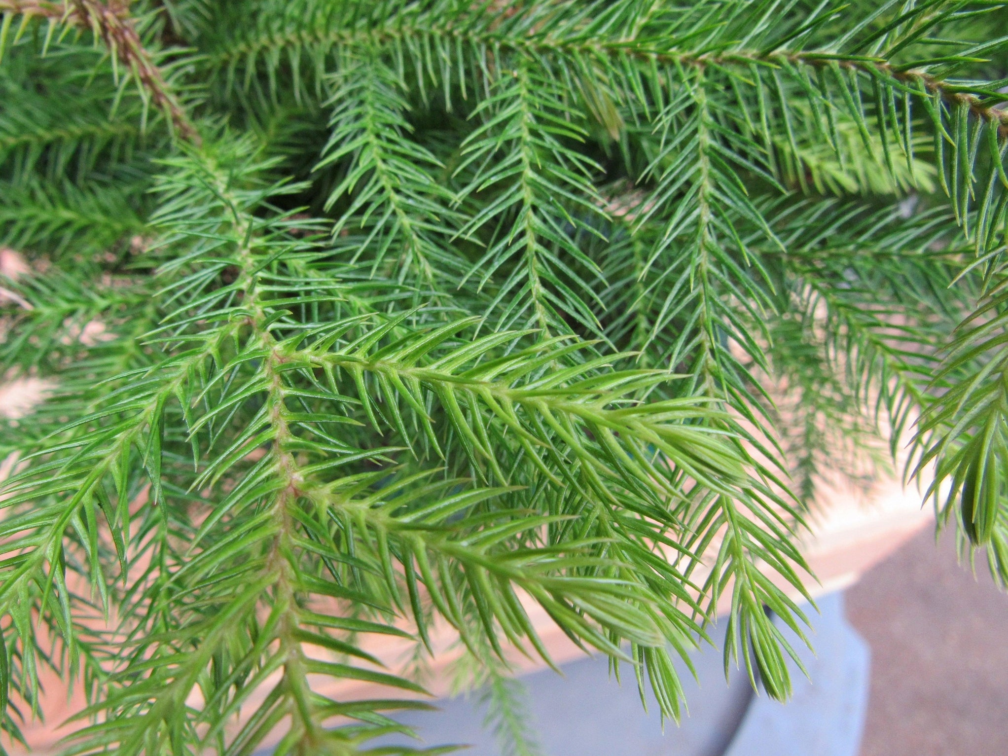 Norfolk Island Pine Bonsai 3 Tree Forest