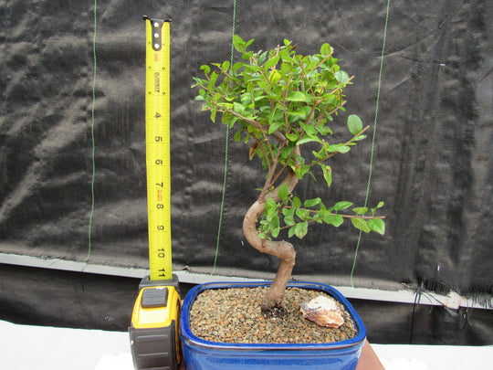 Sweet Plum Bonsai Tree - Large Curved Trunk Style