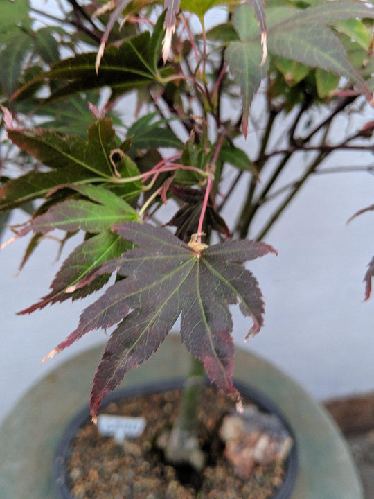 25 Year Old Rhode Island Red Japanese Maple Bonsai Tree