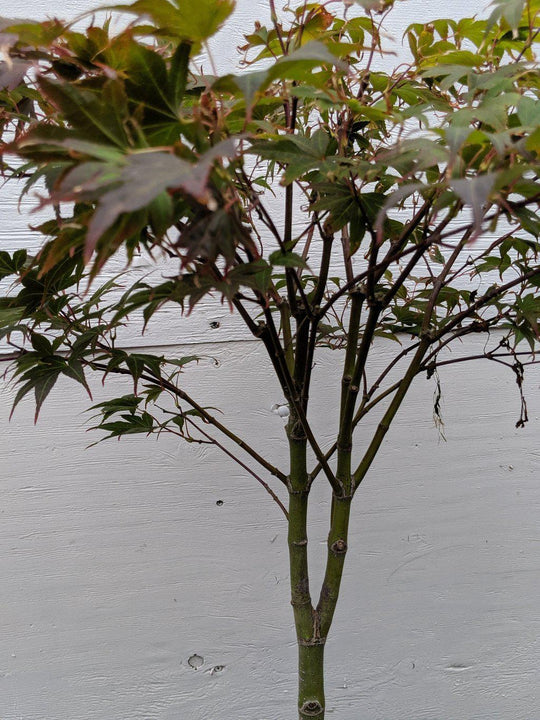 25 Year Old Rhode Island Red Japanese Maple Bonsai Tree