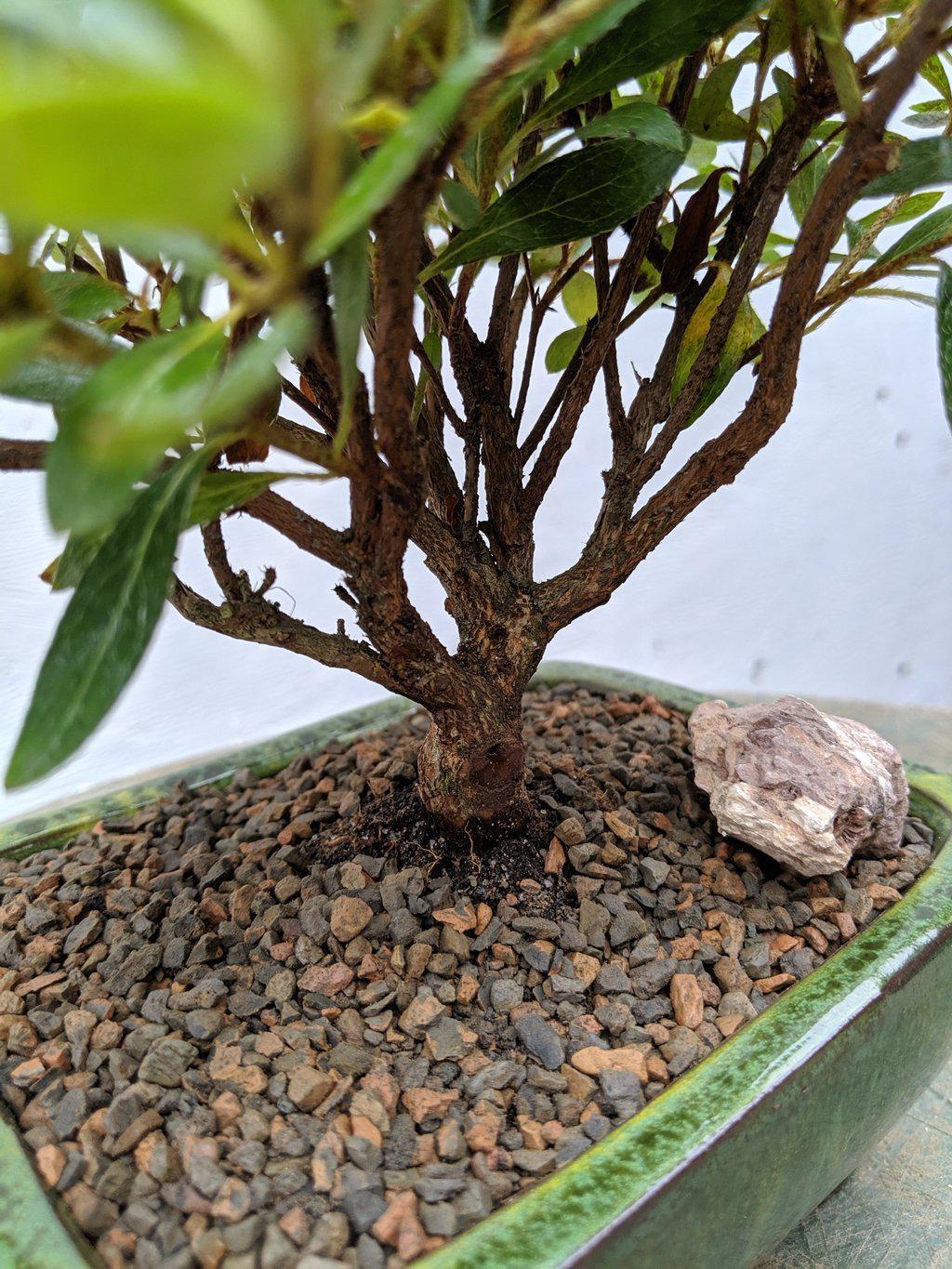 White Hiryu Azalea Bonsai Tree