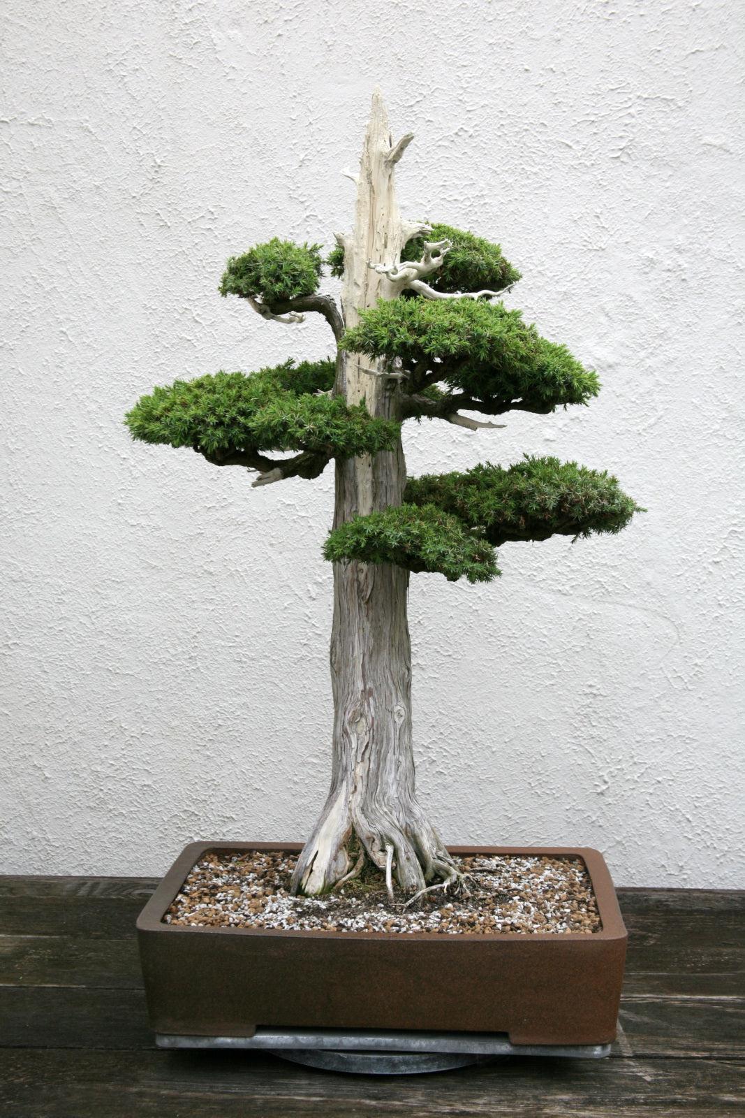 Amazing Juniper Bonsai Trees  Check it out now 